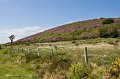 Rhododendrons on the Mourne Mountains, Co. Down